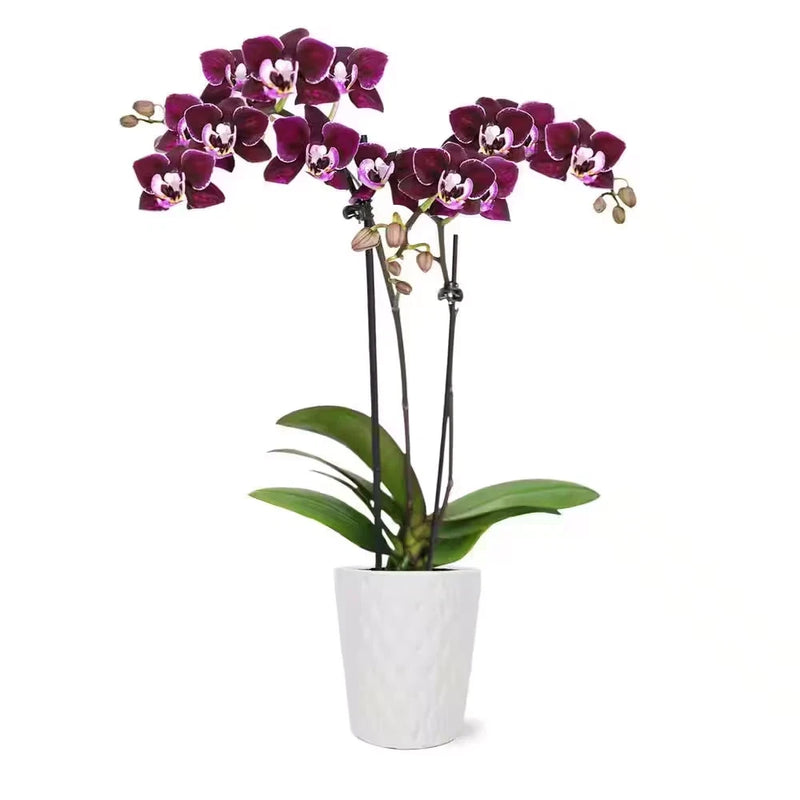 Orchid Mini #2,5018pt (81.76MI) Set Of 12 Orchids