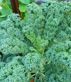 Live Kale Plant, 5 Inch Tall, 2 Plants in 4" Pot, Edible & Indoor/Patio Garden Garden Plants