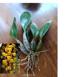 1 bunch long 6-10 cm Dendrobium lindleyi Steud Dried Flower