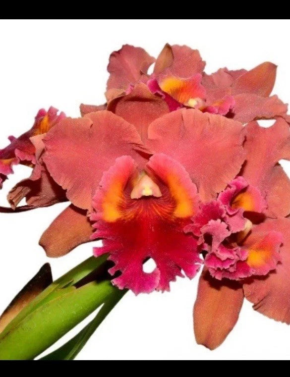 Orange-red hybrid orchid with ruffled petals and yellow-orange centers