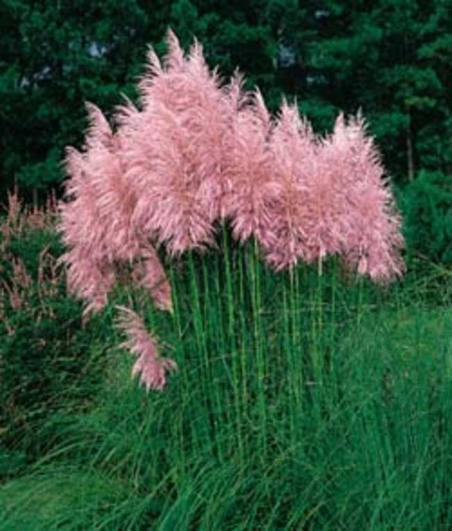 PAMPAS GRASS * STRAWBERRY COLOR * LARGE FLOWER PLUMES *LONG STALKS* 50 SEEDS * Pampas Grass