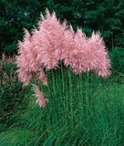 PAMPAS GRASS * STRAWBERRY COLOR * LARGE FLOWER PLUMES *LONG STALKS* 50 SEEDS * Pampas Grass