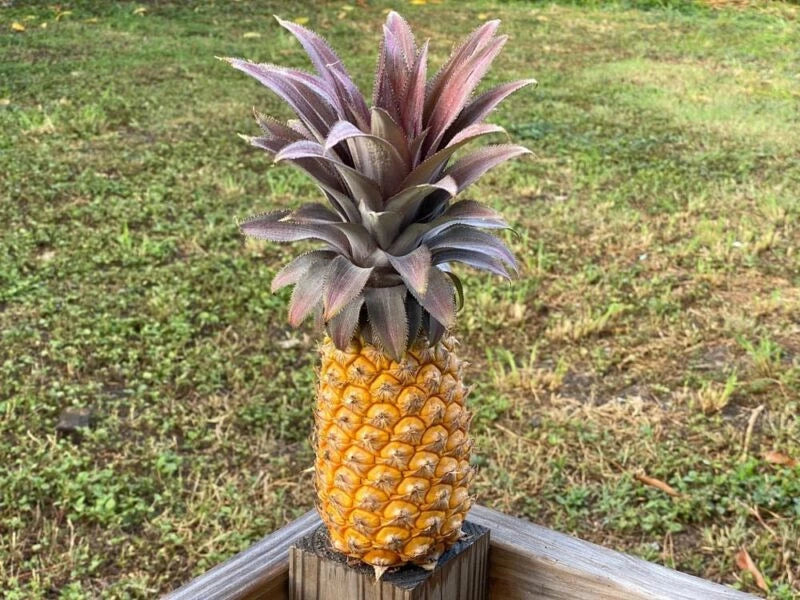 15+ Antigua Black Pineapple Seeds for Garden Planting - USA - FREE SHIPPING! Garden Plants