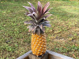 15+ Antigua Black Pineapple Seeds for Garden Planting - USA - FREE SHIPPING! Garden Plants