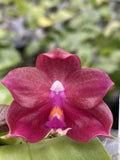 Original Phal Phalaenopsis Ld Java Canary x Ld Flame Tree-FRAGRANT Orchids
