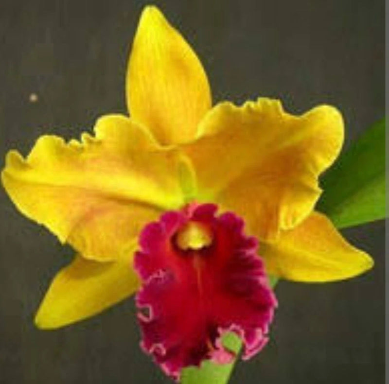 Fragrant orchid plant with yellow petals and deep red center flower