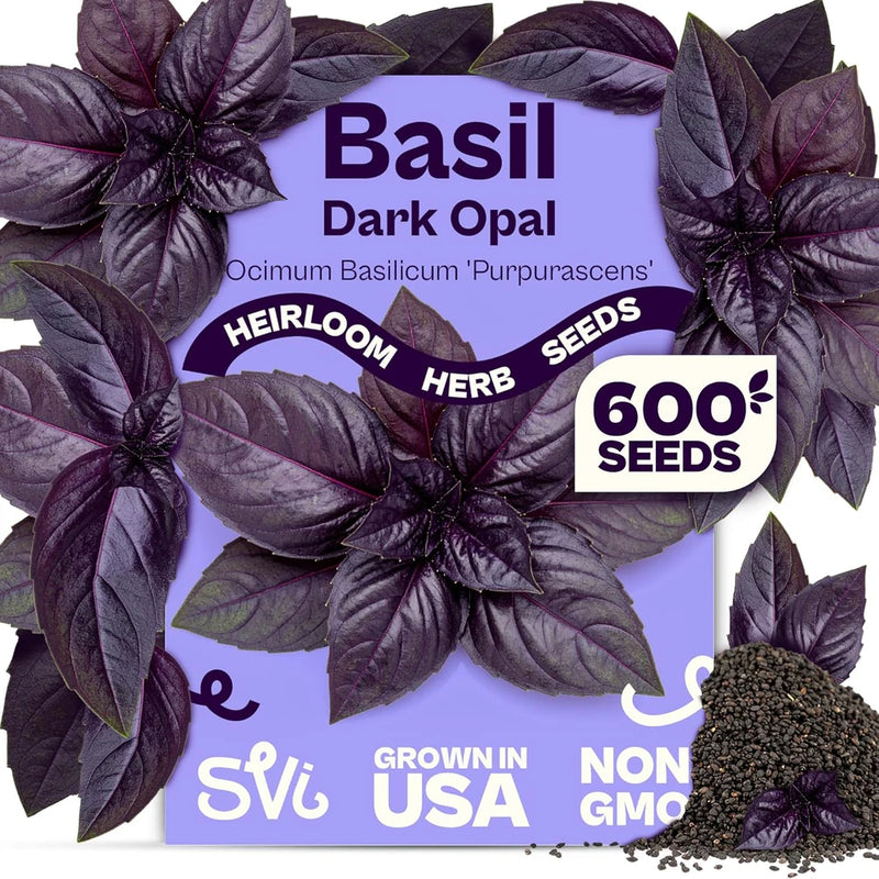 600 Dark Opal Basil Seeds (Ocimum Basilicum) Ð Purple Sweet Basil Seed Packets Ð Garden Plants