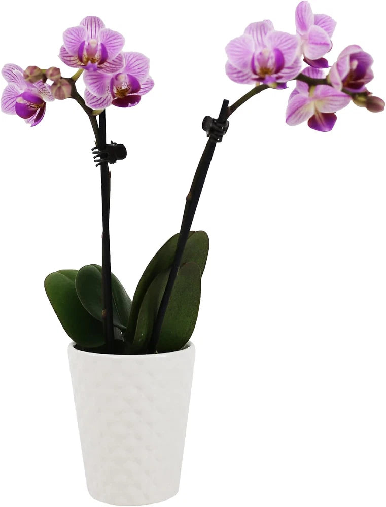 Pink and purple orchid stems in a white textured pot with green leaves