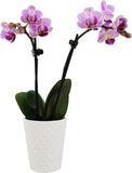 ª PB102 Orchid, Pink Orchids