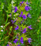 HYSSOP SEEDS 1000+ HYSSOPUS OFFICINALIS FLOWER garden PERENNIAL herb FREE SHIP Garden Plants