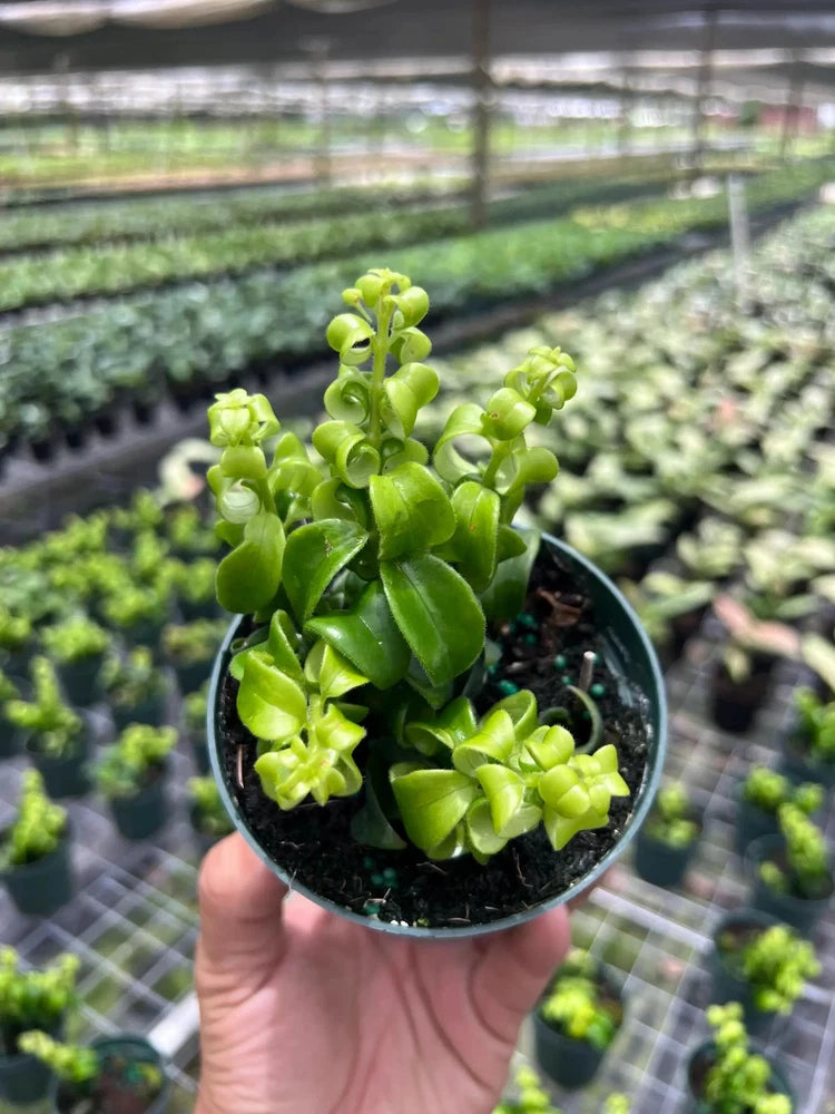 Live curly lipstick plant Aeschynanthus Rasta in black 4-inch pot, bright green curled leaves