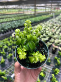 Curly Lipstick Plant | Aeschynanthus Rasta | Live r Tropical plant in 4" Pot Orchids