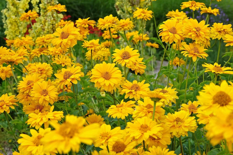 50 SUMMER SUN SUNDROPS Yellow Heliopsis Scabra False Sunflower Flower Seeds Sunflower
