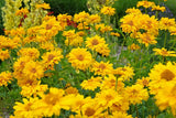 50 SUMMER SUN SUNDROPS Yellow Heliopsis Scabra False Sunflower Flower Seeds Sunflower