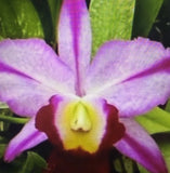 ORCHID PLANTS Blc Fatari Carmela one seedling no pot  for pro grower Orchids