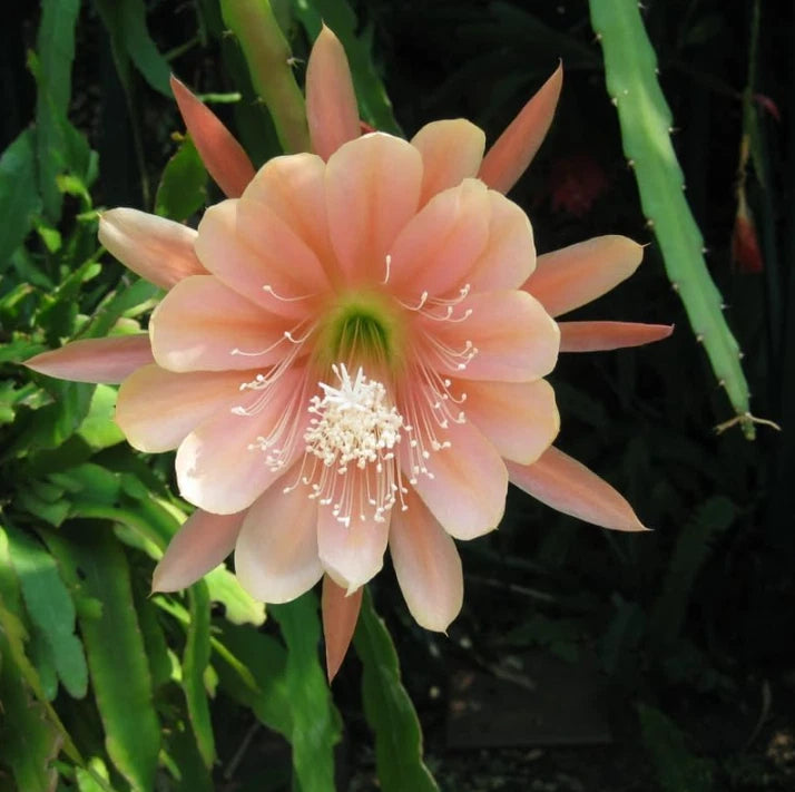 Peach epiphyllum orchid cactus flower on green stems