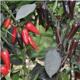25+ seeds Count Dracula  hot pepper easy grow planting garden spicy hot food new Garden Plants