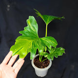 Philodendron Java Beauty Variegated Ornamental Plant Green Plant