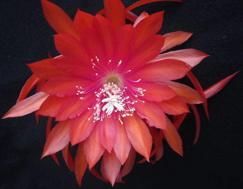 Red-orange Epiphyllum orchid cactus flower with many layered petals and white stamens