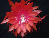 Epiphyllum, Orchid Cactus, " YAVAPAI COUNTY ", Don's Quart pots APRIL/1 Orchids