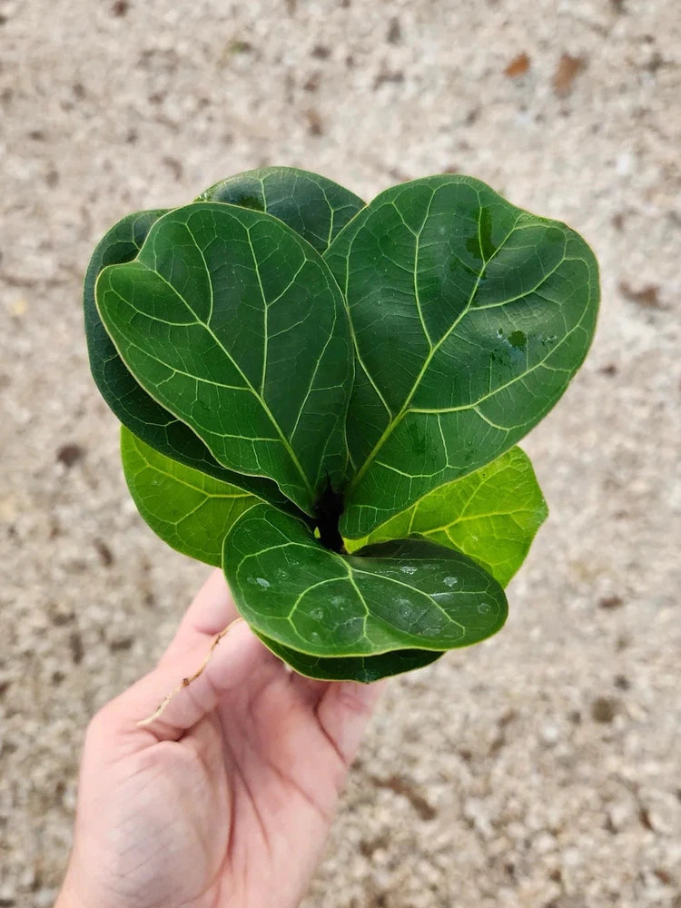 Fiddle leaf fig leaf cluster, thick green lobed leaves