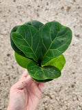 BAMBINO FIDDLE LEAF FIG Orchids