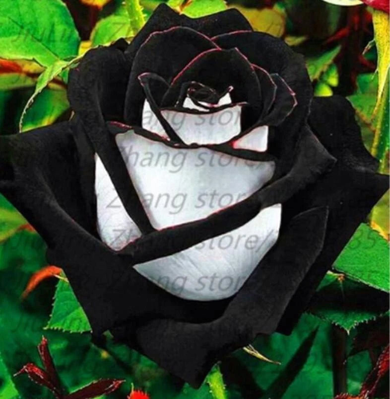 20 SEEDS for Black/White RARE blend Rose bud flower bush exotic plant USA Seller Flowering Plants