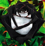 20 SEEDS for Black/White RARE blend Rose bud flower bush exotic plant USA Seller Flowering Plants