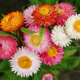 Swiss Giant Mix Strawflower Seeds | Heirloom | Free Shipping | Seed Store | 1218 Roses