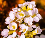 ROCK JASMINE CAUCASIAN Androsace Albana - 20 Bulk Seeds Garden Plants