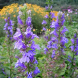 Great Blue Lobelia Seeds (Lobelia siphilitica) ~Native Pollinator Garden Garden Plants