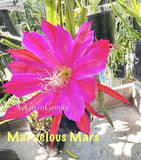 MARVELOUS MARS Epiphyllum Orchid Cactus Succulents Orchids