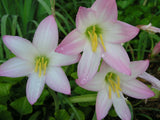Rain Lily, Habranthus Robustus, 8 bulbs, zephyranthes Flowering Plants