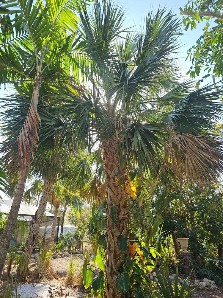 2pc Sabal Texas Palmetto Palm Tree Cabbage Florida Grown Live Plant Seedling Green Plant