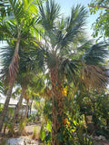2pc Sabal Texas Palmetto Palm Tree Cabbage Florida Grown Live Plant Seedling Green Plant