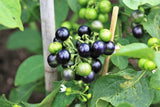100 GARDEN HUCKLEBERRY Ground Cherry Solanum Melanocerasum Berry Fruit Bush Seed Garden Plants