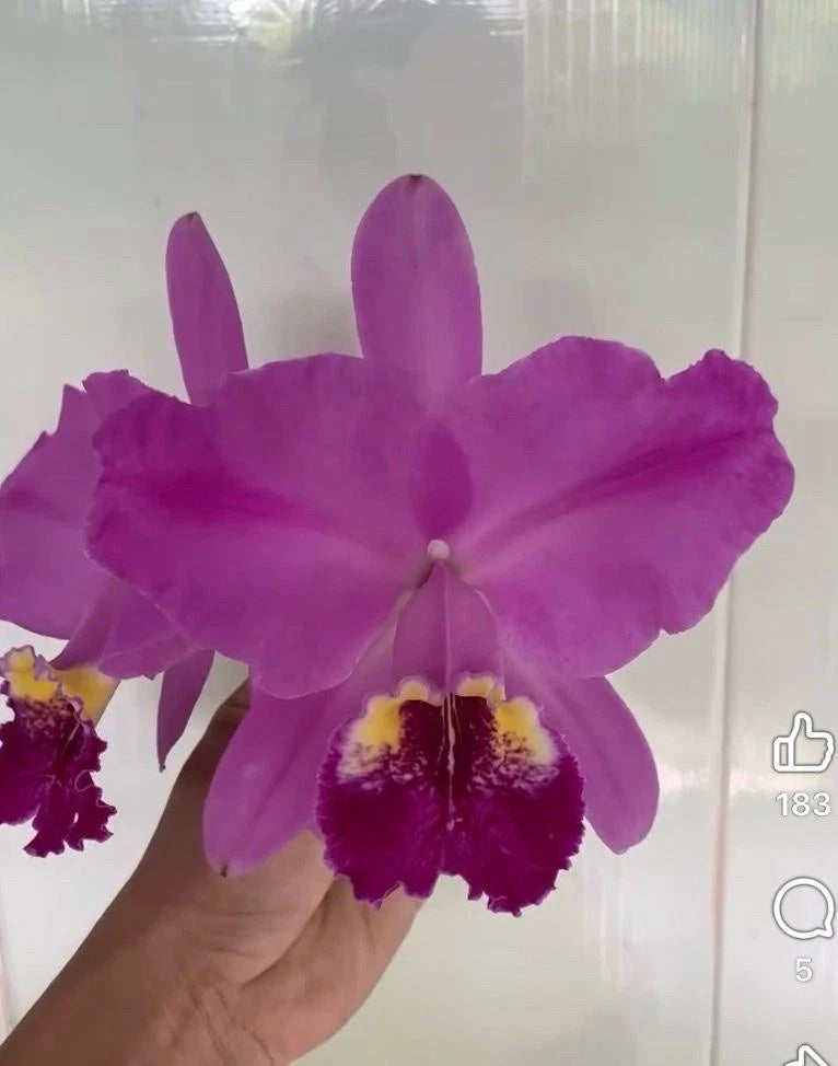 Purple orchid flower with dark maroon center and ruffled petals