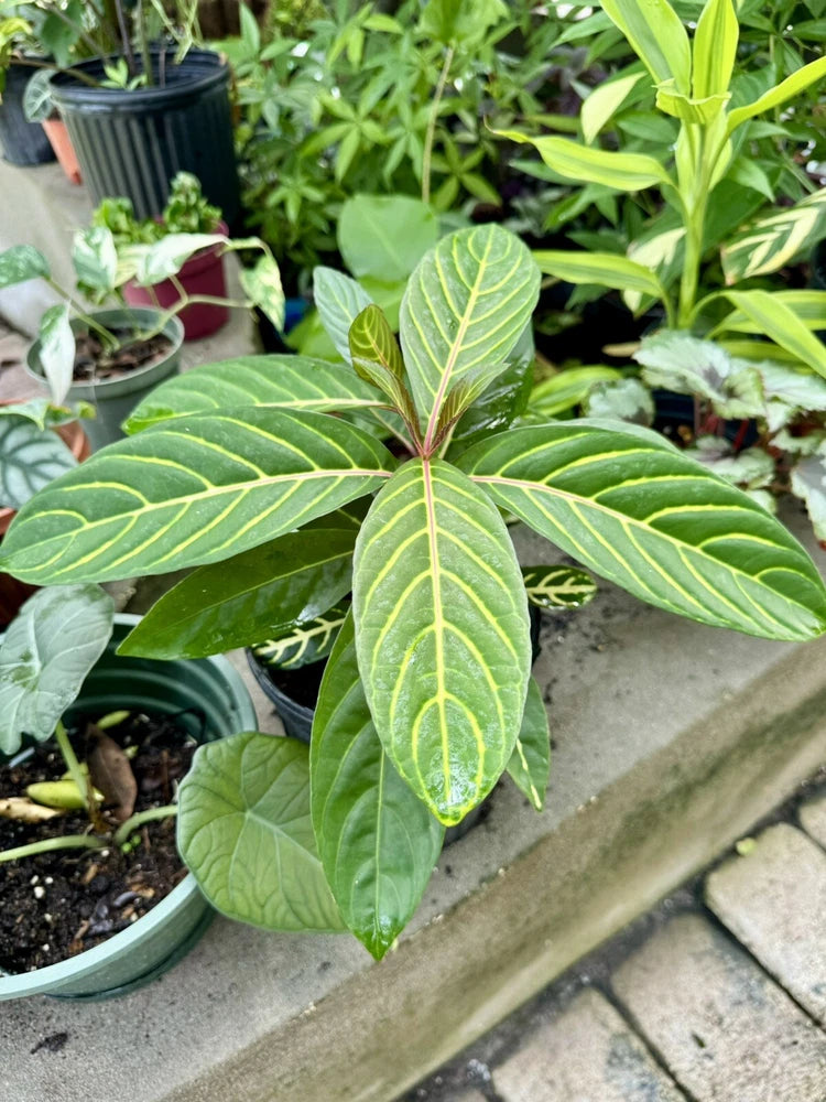 Orchid plant with broad green leaves and pale yellow veins in a concrete planter