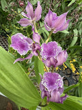 Orchid Plant Zigonesia Blue Bird 2 in pot no bloom w sp buds Orchids