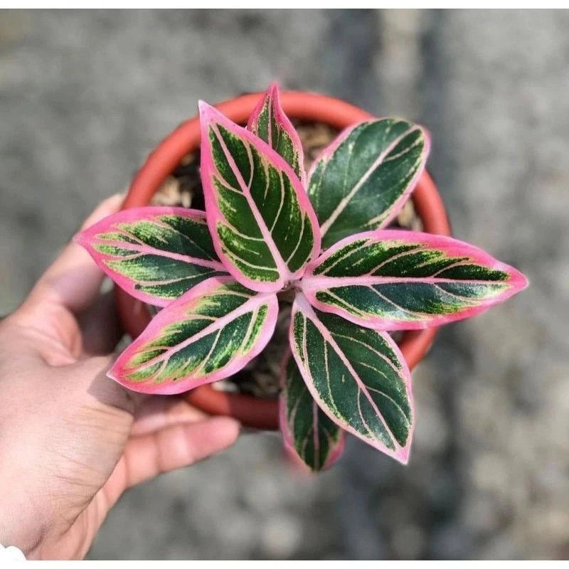 Aglaonema young plant with dark green leaves and pink pinstripes in red pot