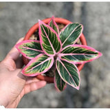 Aglaonema Lotus Delight Ð Young Plant 1Ð3 Leaves Live Plant Grow in Pot Green Plant