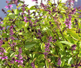 1000 CINNAMON BASIL Ocimum Basilicum HERB Flower Seeds Flowering Plants