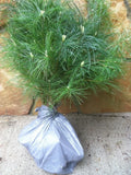 Our #1 Seller -15 BlueRidge White pine Starter tree 10-12" transplant seedlings Green Plant