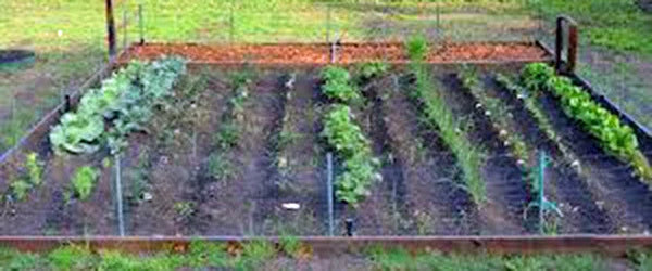 Vegetable Seeds, Vegetable Seed Garden Collection Medium (20 Types) , Heirloom, Garden Plants