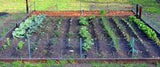 Vegetable Seeds, Vegetable Seed Garden Collection Medium (20 Types) , Heirloom, Garden Plants