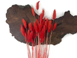 30 Pieces - 12-15" Red Bunny Tail Preserved Dried Botanical Grass Bouquet Wall Dried Flower