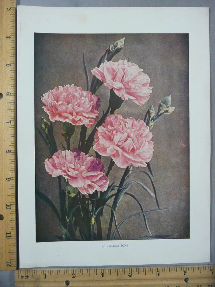 Rare Antique Original VTG Pink Carnation Flower Color Litho Art Print Carnation