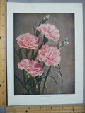 Rare Antique Original VTG Pink Carnation Flower Color Litho Art Print Carnation