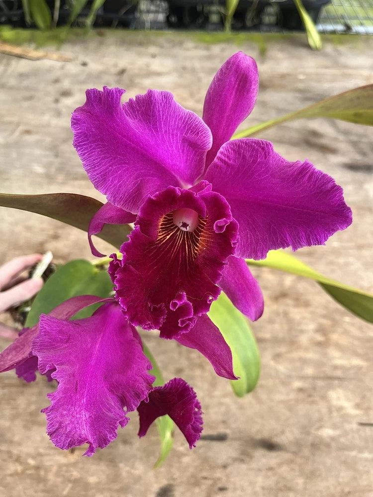 Purple-pink Cattleya orchid flower with ruffled petals and central maroon lip