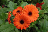 200+ Orange Gerbera Daisy Seeds for Garden Planting - USA - FREE SHIPPING! Garden Plants
